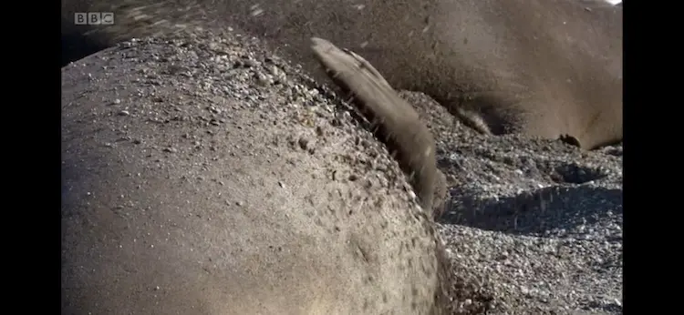 Southern elephant seal (Mirounga leonina) as shown in Frozen Planet - Summer